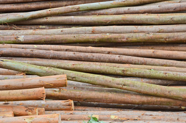 Shell skin texture of eucalyptus trunk heap