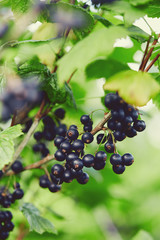 black currant growing in garden