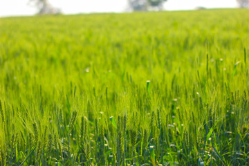 Green Wheat field in India