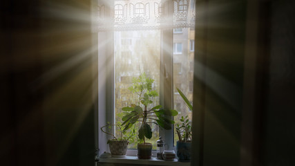 sunlight from rays of sun lit dark room through window with flowers on window sill