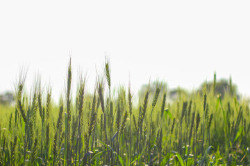 Green Wheat field in India