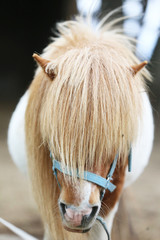 Beautiful young pony horse  walking alone in summer corral