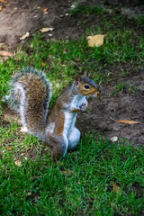 Niedliches Eichhörnchen im Hyde Park London
