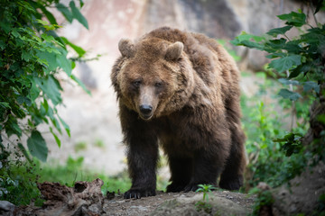 Endangered brown bear walks through forest clearing