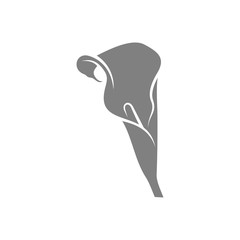 Rose Flower design vector illustration, Flower logo template