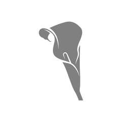 Rose Flower design vector illustration, Flower logo template