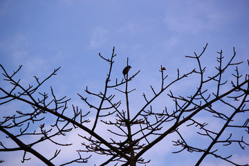 trees of silhouette in autumn