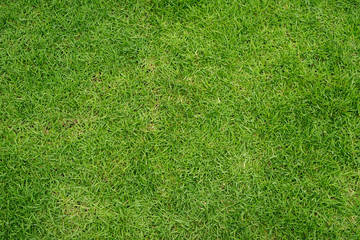 Obraz premium Artificial grass field meadow green. Top View Texture. 