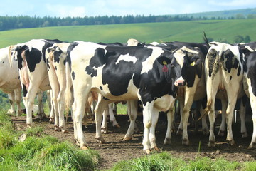 ナイタイ高原牧場