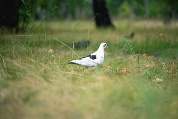 White dove is walking in the grass in the park.