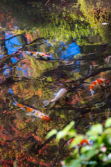 Colorful Capes in Japanese Pond