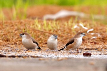 Minna birds