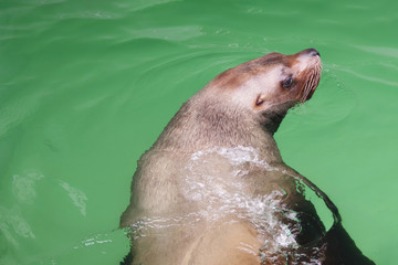 Large sea lion swimming in the water. Animals and wildlife nature.
