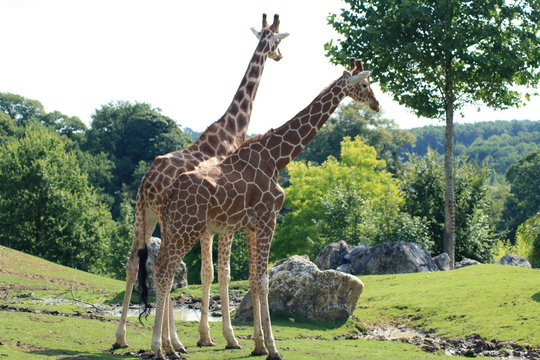 Girafes - zooparc Beauval 