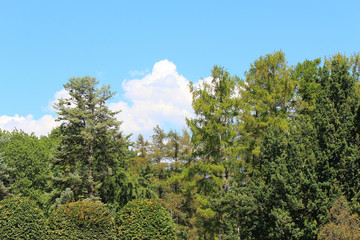 section of botanical garden against the blue summer sky
