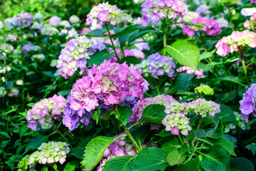 Magenta pink hydrangea macrophylla or hortensia shrub in full bloom in a flower pot, with fresh green leaves in the background, in a garden in a sunny summer day.