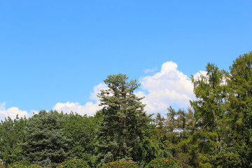 section of botanical garden against the blue summer sky