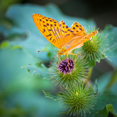 Imperial coat butterfly on a thistle