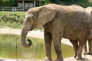 Eléphant - zooparc Beauval - France