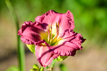 Vivid dark magenta Hemerocallis Peggy's Pink, know as daylily, Lilium or Lily plant in a British...