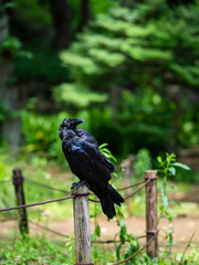 Holly Black Craw in Park