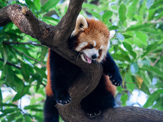 Tired Red Panda on Tree
