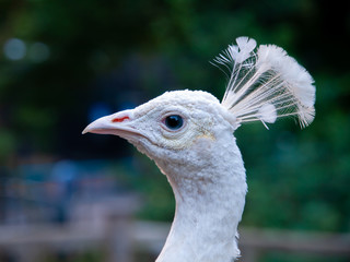 Portrait of Beautiful White Peacock
