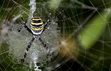 Wasp spider (Argiope bruennichi) on web. Black and yellow stripe. Large, colorful spider