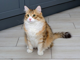 Portrait of a young red and white cat sitting on the floor. Beautiful purebred cat looking at the camera