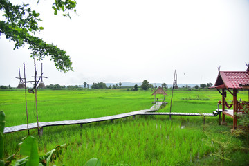 Green rice filed nature background.