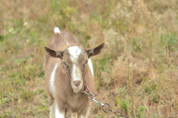gray and white goat in the meadow