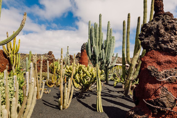 Tropical cactus garden in Guatiza village, Lanzarote