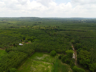 Fototapeta na wymiar Farmland with rubber plantation area landscape. at Phusind Sisaket Thailand.