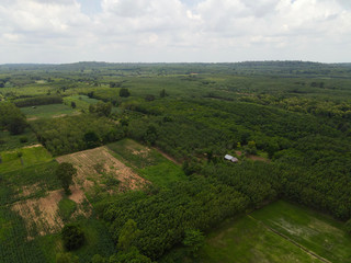 Farmland with rubber plantation area landscape. at Phusind Sisaket Thailand.