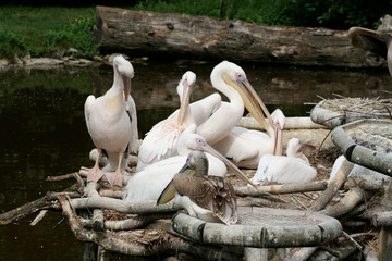 P&eacute;lican - zooparc Beauval - France
