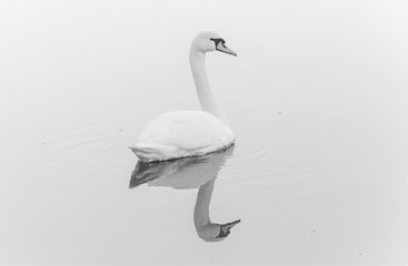  White swan on the water