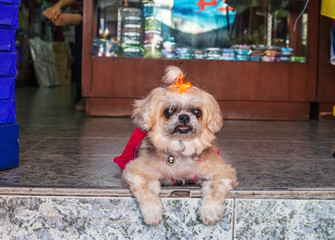 Funny angry Shih Tzu small dog sitting on doorstep