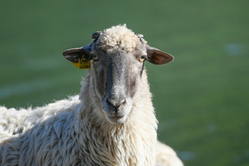 Close-up of a sheep