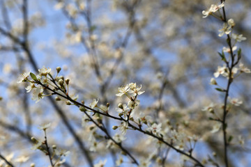 Obstbaum mit weißen Blüten im Frühling