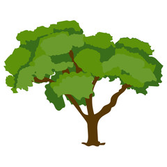 
Big eucalyptus tree icon, harwood green tree
