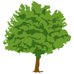 
Flat style of a deciduous tree, honey locust plant icon
