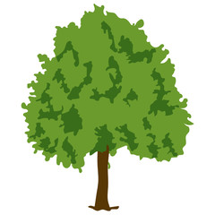 Vector design of semi deciduous tree, elm icon 