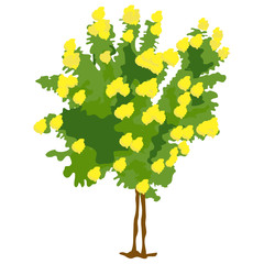 
A yellow cedar tree icon, flat design of ginger thomas tree
