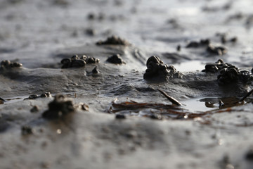 detail aufnahme an der Nordsee im Watt, Erdhaufen von Wattwurm. 