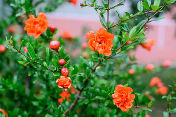Close up of beautiful small vivid orange red pomegranate flowers in full bloom on blurred green background, photographed with soft focus in a garden in a sunny summer day.