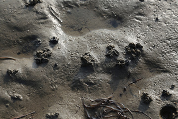detail aufnahme an der Nordsee im Watt, Erdhaufen von Wattwurm. 