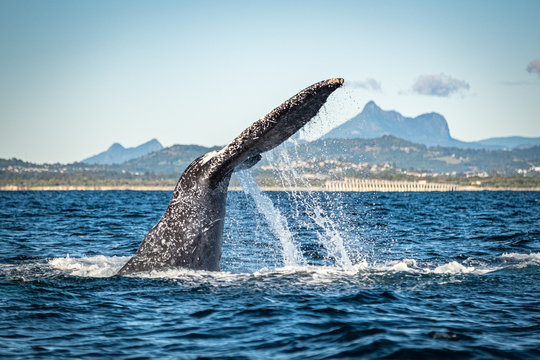 Whale watching along the Tweed Coast, Australia 