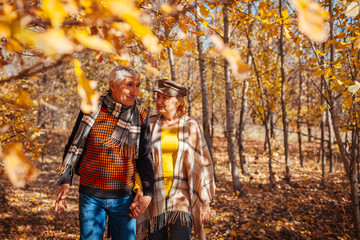 Fall season activities. Senior couple walking in autumn park. Retired man and woman holding hands outdoors