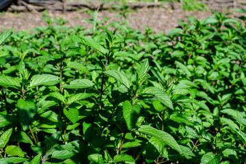 Fresh green peppermint or mentha × piperita, also known as Mentha balsamea leaves in direct sunlight, in an organic herbs garden, in a sunny summer day.