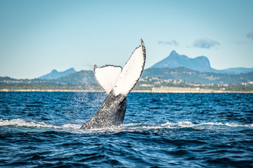 Fototapeta na wymiar Whale watching along the Tweed Coast, Australia 